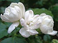 Красивоцветущие комнатные растения