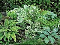 Лиственные растения