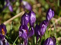 Луковичные растения