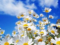 Энциклопедия растений