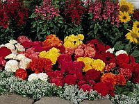 Многолетние цветы 