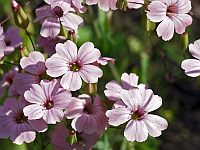 Однолетние цветы