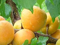 Плодово-ягодные растения