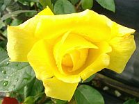 Розы - систематизация садовых групп