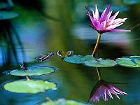 Водные растения