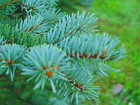 Хвойные растения